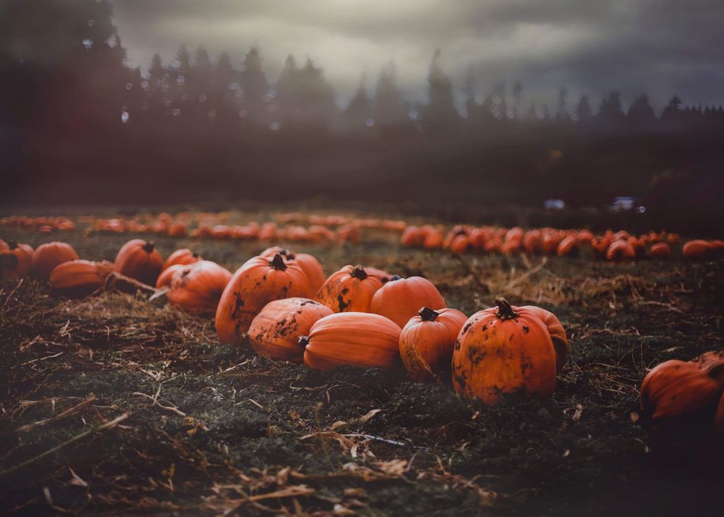 In search of the great pumpkin: Top fall farms in&nbsp;Missouri